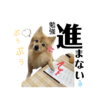 みんな一緒に①！巨大ポメラニアンと黒猫（個別スタンプ：17）