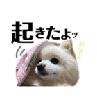 みんな一緒に①！巨大ポメラニアンと黒猫（個別スタンプ：20）