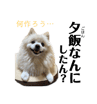 みんな一緒に①！巨大ポメラニアンと黒猫（個別スタンプ：26）