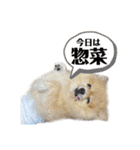 みんな一緒に①！巨大ポメラニアンと黒猫（個別スタンプ：28）