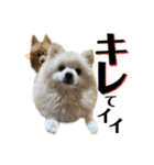 みんな一緒に①！巨大ポメラニアンと黒猫（個別スタンプ：33）