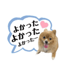 みんな一緒に①！巨大ポメラニアンと黒猫（個別スタンプ：38）