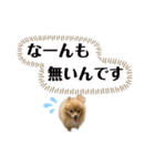 みんな一緒に①！巨大ポメラニアンと黒猫（個別スタンプ：39）