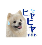 みんな一緒に①！巨大ポメラニアンと黒猫（個別スタンプ：40）