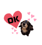 愛犬ひなちゃん1（個別スタンプ：1）