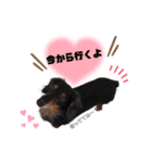 愛犬ひなちゃん1（個別スタンプ：2）