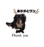 愛犬ひなちゃん1（個別スタンプ：3）