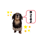 愛犬ひなちゃん1（個別スタンプ：4）