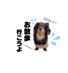 愛犬ひなちゃん1（個別スタンプ：5）