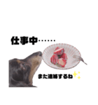 愛犬ひなちゃん1（個別スタンプ：6）