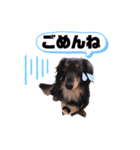 愛犬ひなちゃん1（個別スタンプ：7）