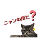 猫のブルーくん（個別スタンプ：1）