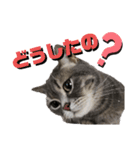 猫のブルーくん（個別スタンプ：5）