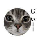 猫のブルーくん（個別スタンプ：7）