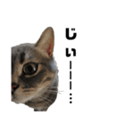 猫のブルーくん（個別スタンプ：8）