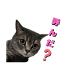 猫のブルーくん（個別スタンプ：11）