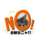 猫のブルーくん（個別スタンプ：12）