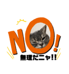 猫のブルーくん（個別スタンプ：13）