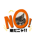 猫のブルーくん（個別スタンプ：14）