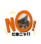 猫のブルーくん（個別スタンプ：15）