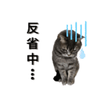 猫のブルーくん（個別スタンプ：17）
