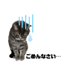 猫のブルーくん（個別スタンプ：18）
