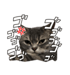 猫のブルーくん（個別スタンプ：20）