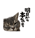 猫のブルーくん（個別スタンプ：21）