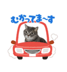 猫のブルーくん（個別スタンプ：23）