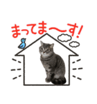 猫のブルーくん（個別スタンプ：24）