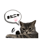 猫のブルーくん（個別スタンプ：26）