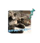 猫のブルーくん（個別スタンプ：32）
