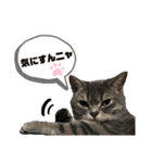 猫のブルーくん（個別スタンプ：33）