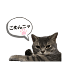 猫のブルーくん（個別スタンプ：34）
