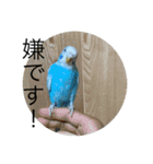 インコーズ2（個別スタンプ：27）