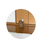 トイプードルぽこまる02（個別スタンプ：4）