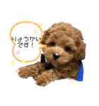 トイプードルぽこまる02（個別スタンプ：6）