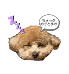 トイプードルぽこまる02（個別スタンプ：8）