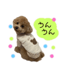 トイプードルぽこまる02（個別スタンプ：12）