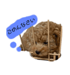 トイプードルぽこまる02（個別スタンプ：16）