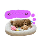 トイプードルぽこまる02（個別スタンプ：17）