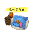 トイプードルぽこまる02（個別スタンプ：18）