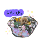 トイプードルぽこまる02（個別スタンプ：23）