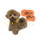 トイプードルぽこまる02（個別スタンプ：26）