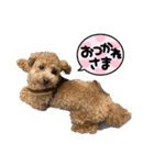 トイプードルぽこまる02（個別スタンプ：32）