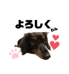 愛犬ひなちゃん2（個別スタンプ：1）