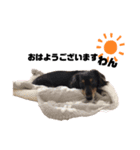 愛犬ひなちゃん2（個別スタンプ：3）