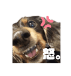 愛犬ひなちゃん2（個別スタンプ：4）