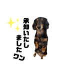 愛犬ひなちゃん2（個別スタンプ：5）