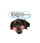 愛犬ひなちゃん2（個別スタンプ：7）